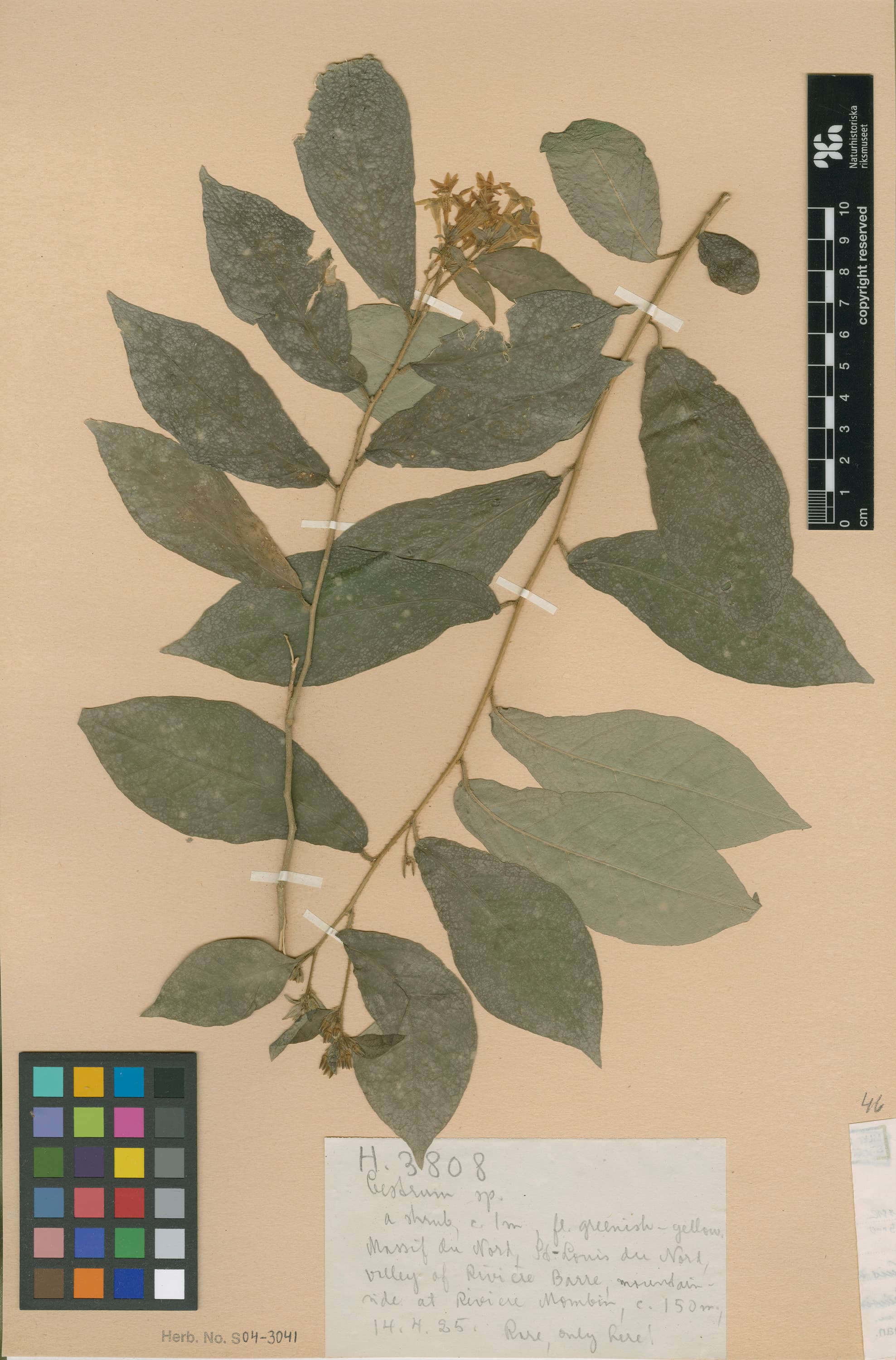 Cestrum marmoratum