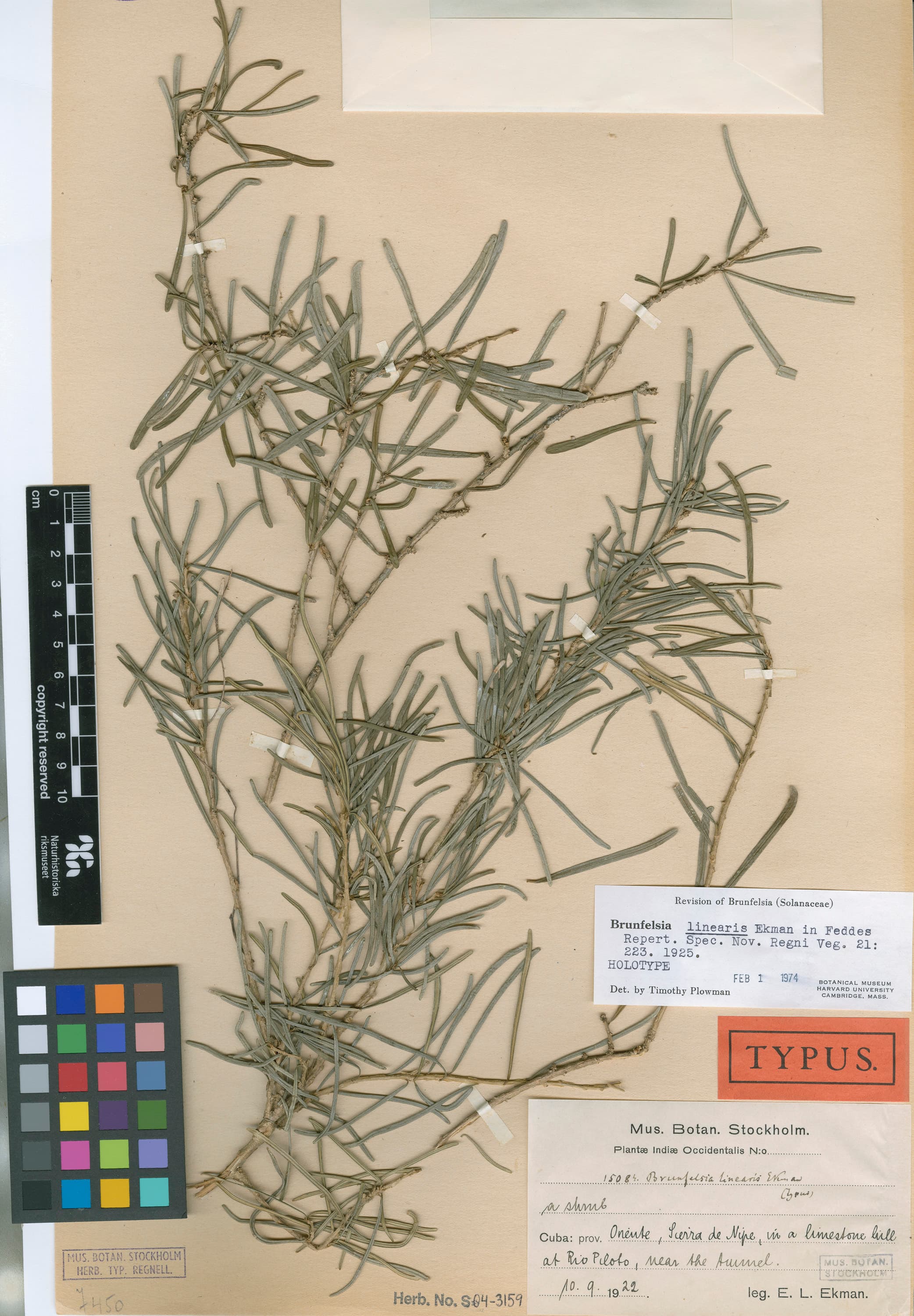 Brunfelsia linearis