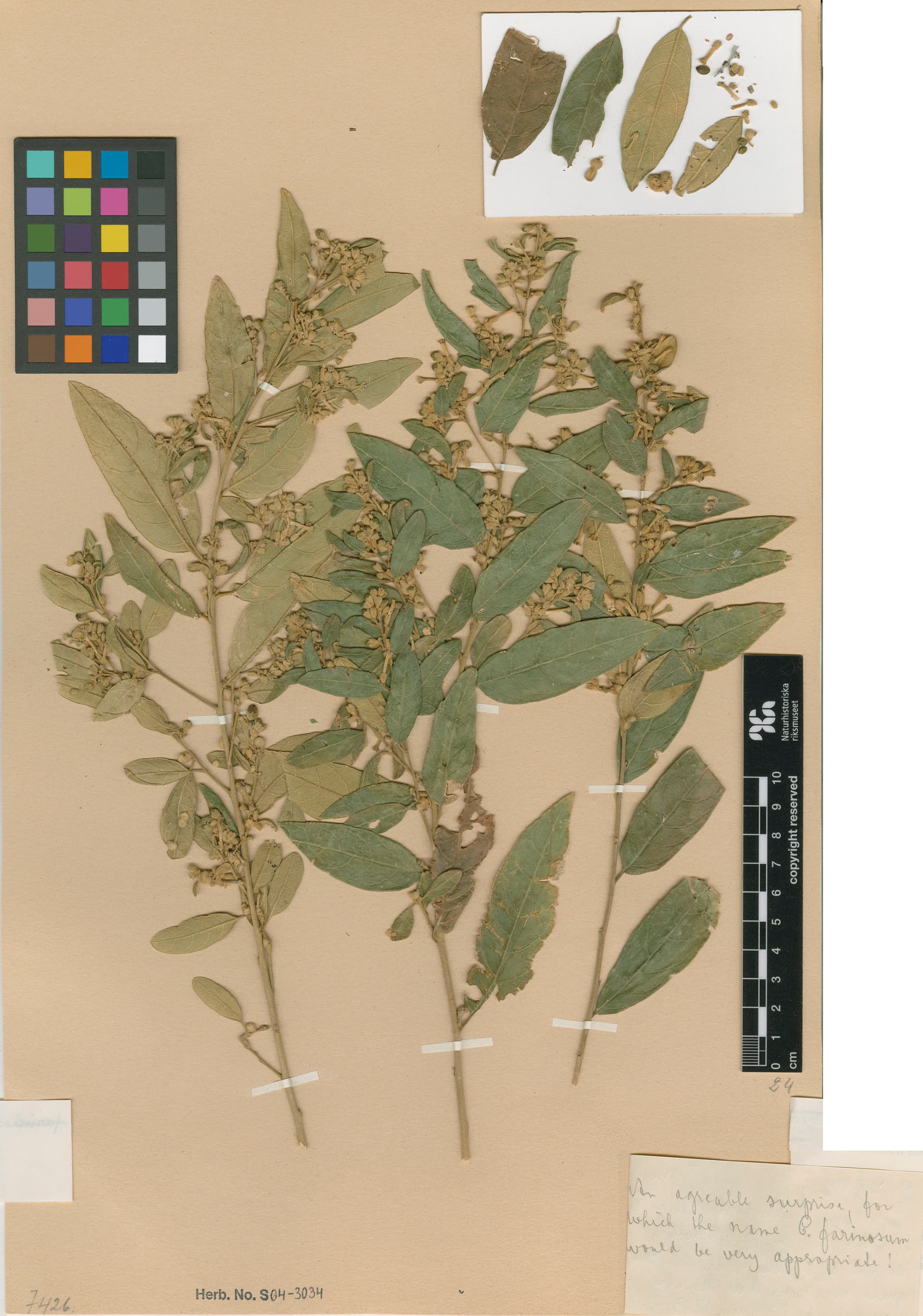 Cestrum farinosum
