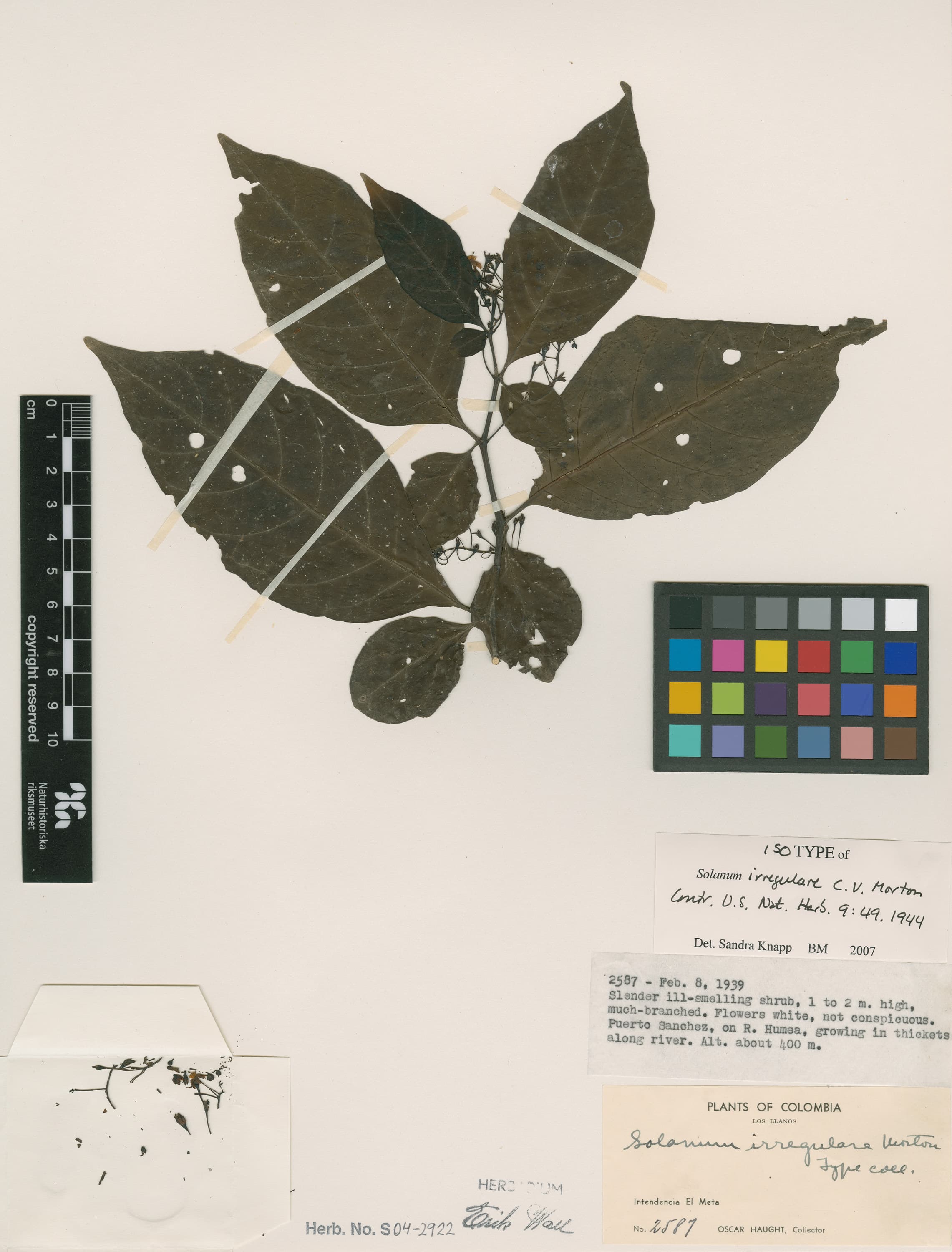 Solanum irregulare