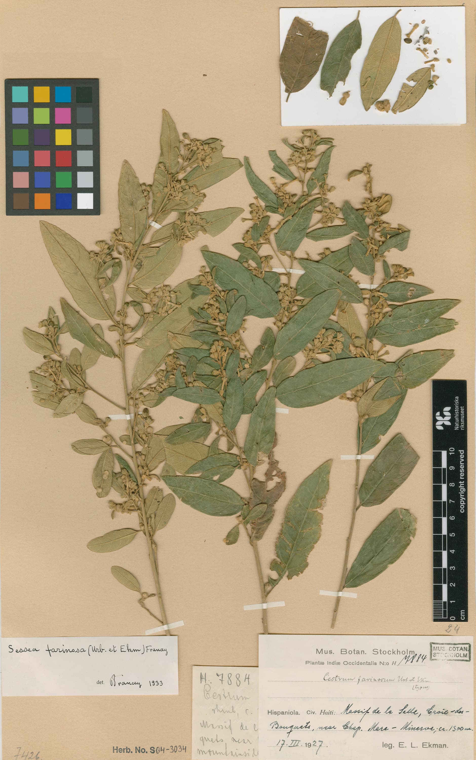 Cestrum farinosum
