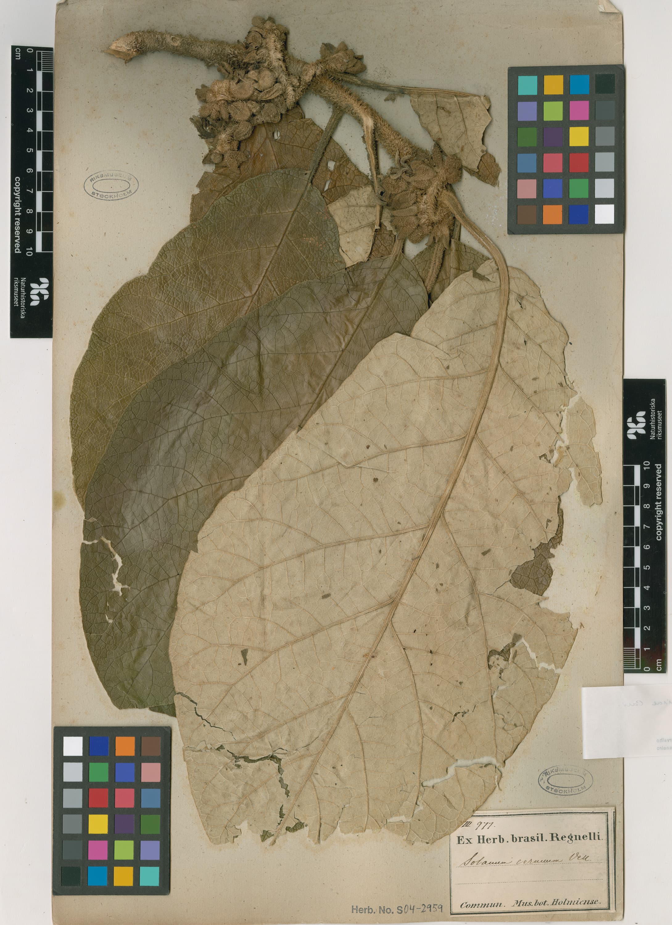 Solanum oliveirae