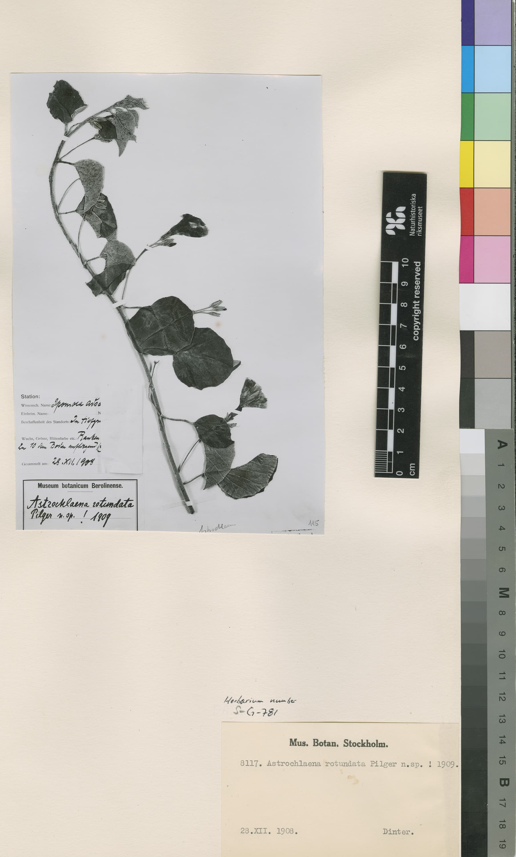 Astripomoea rotundata