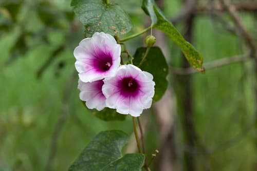 Ipomoea abrupta