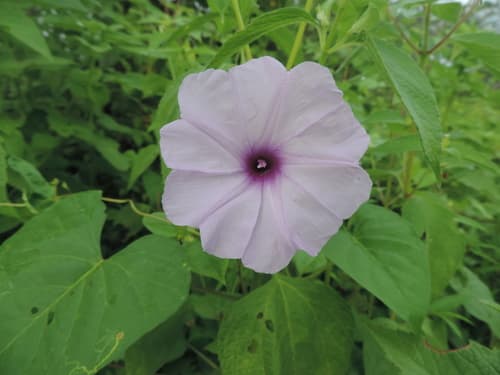 Ipomoea bahiensis