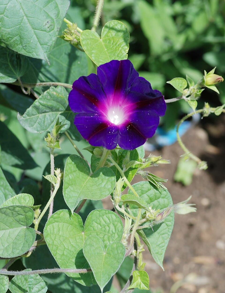 Ipomoea beninensis