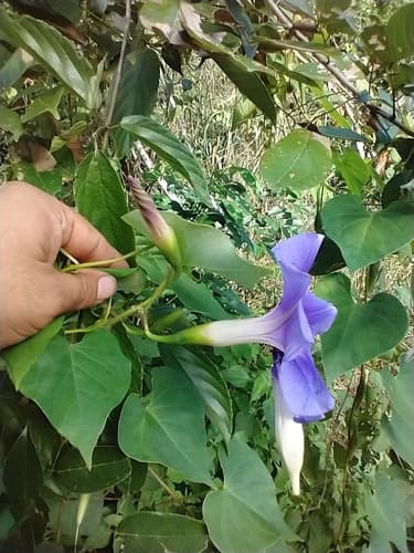 Clavate Morning Glory