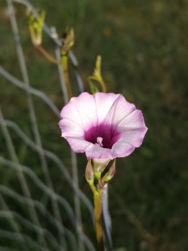 Giant Morning Glory