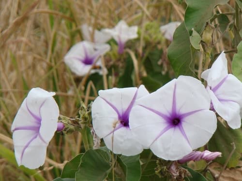 Ipomoea hildebrandtii