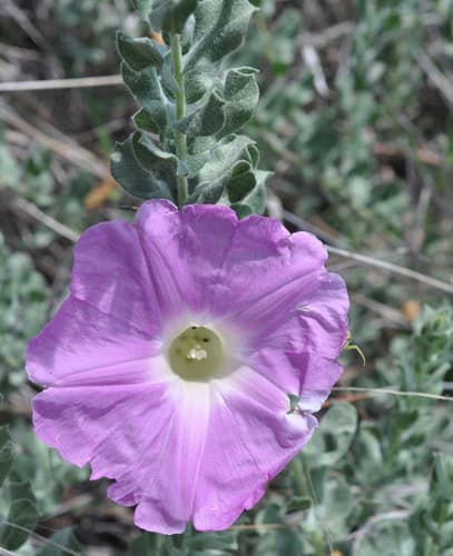 Ipomoea lenis