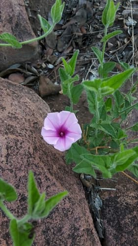 Ipomoea transvaalensis