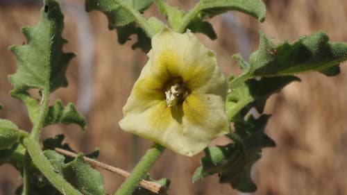 Ivyleaf Groundcherry