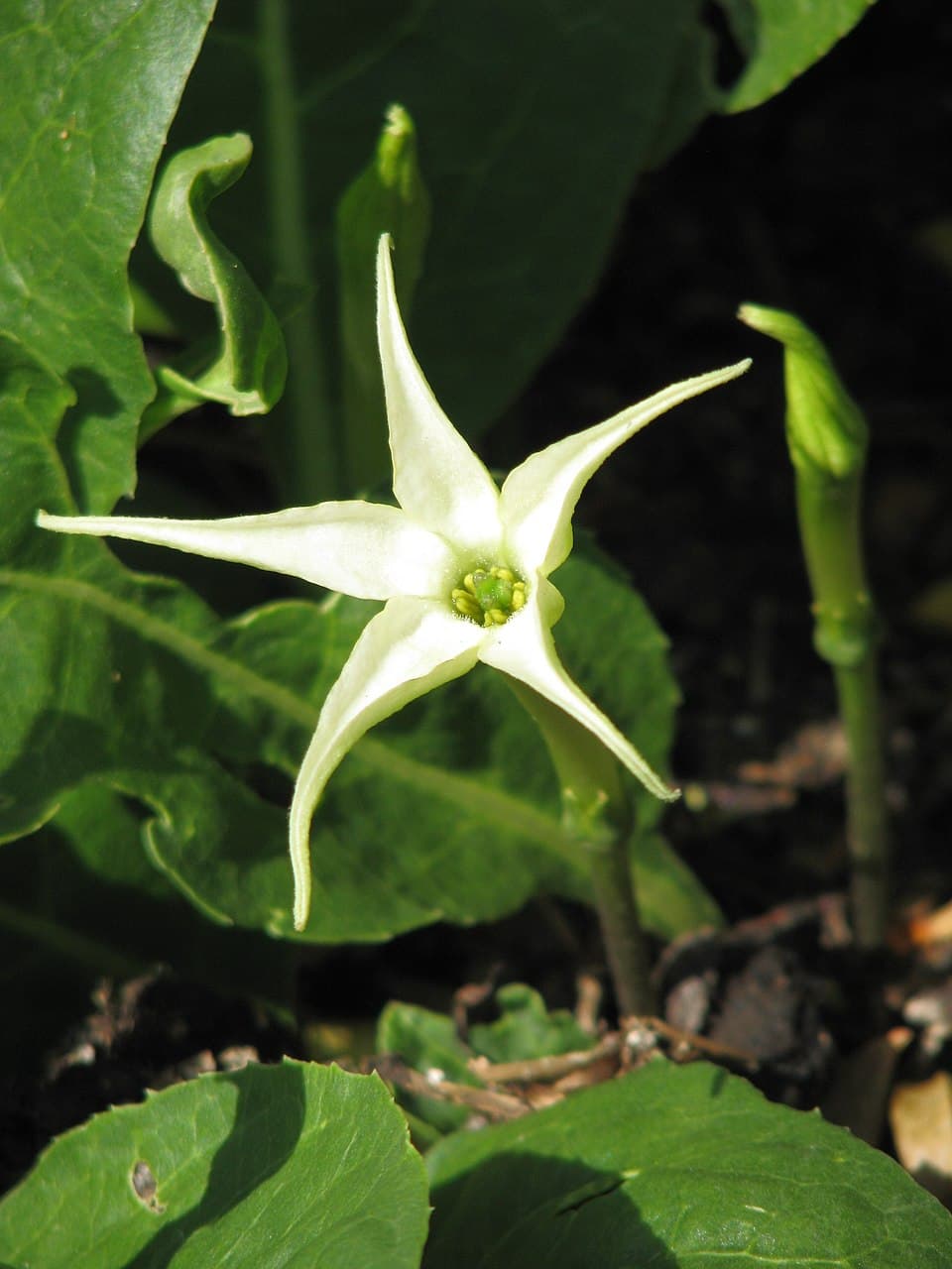 Jaborosa araucana