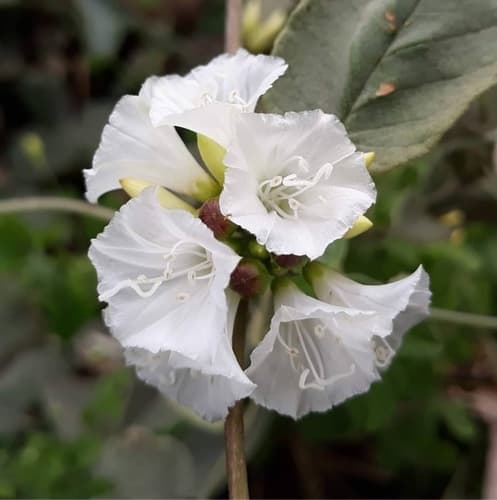 Jacquemontia nodiflora