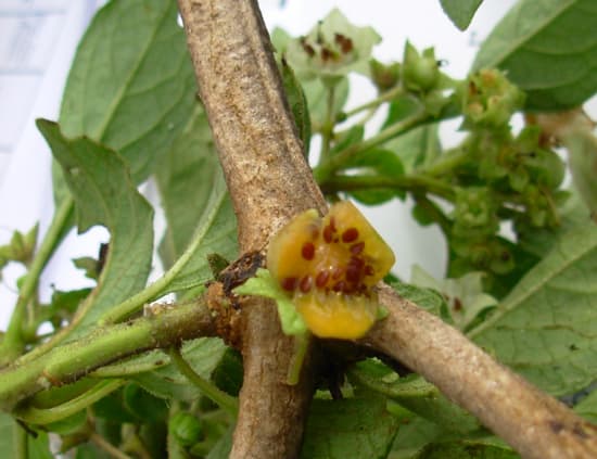 Jaltomata chotanae