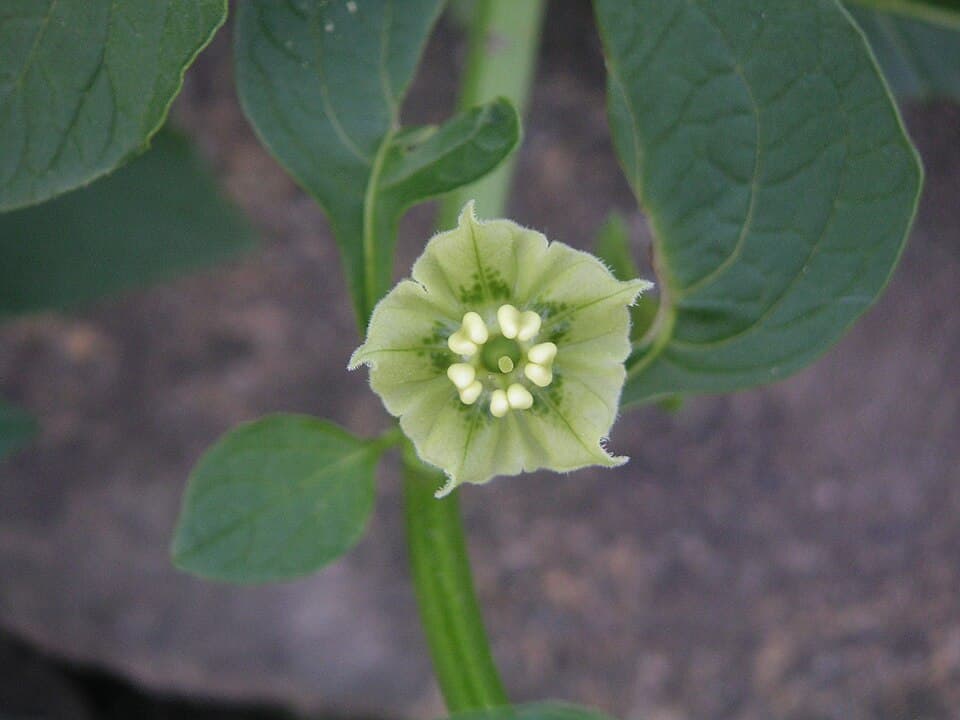Jaltomata pilosissima