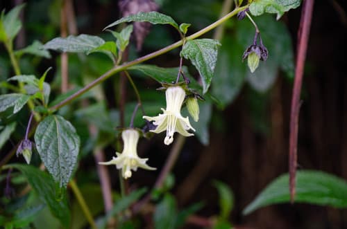 Jaltomata viridiflora