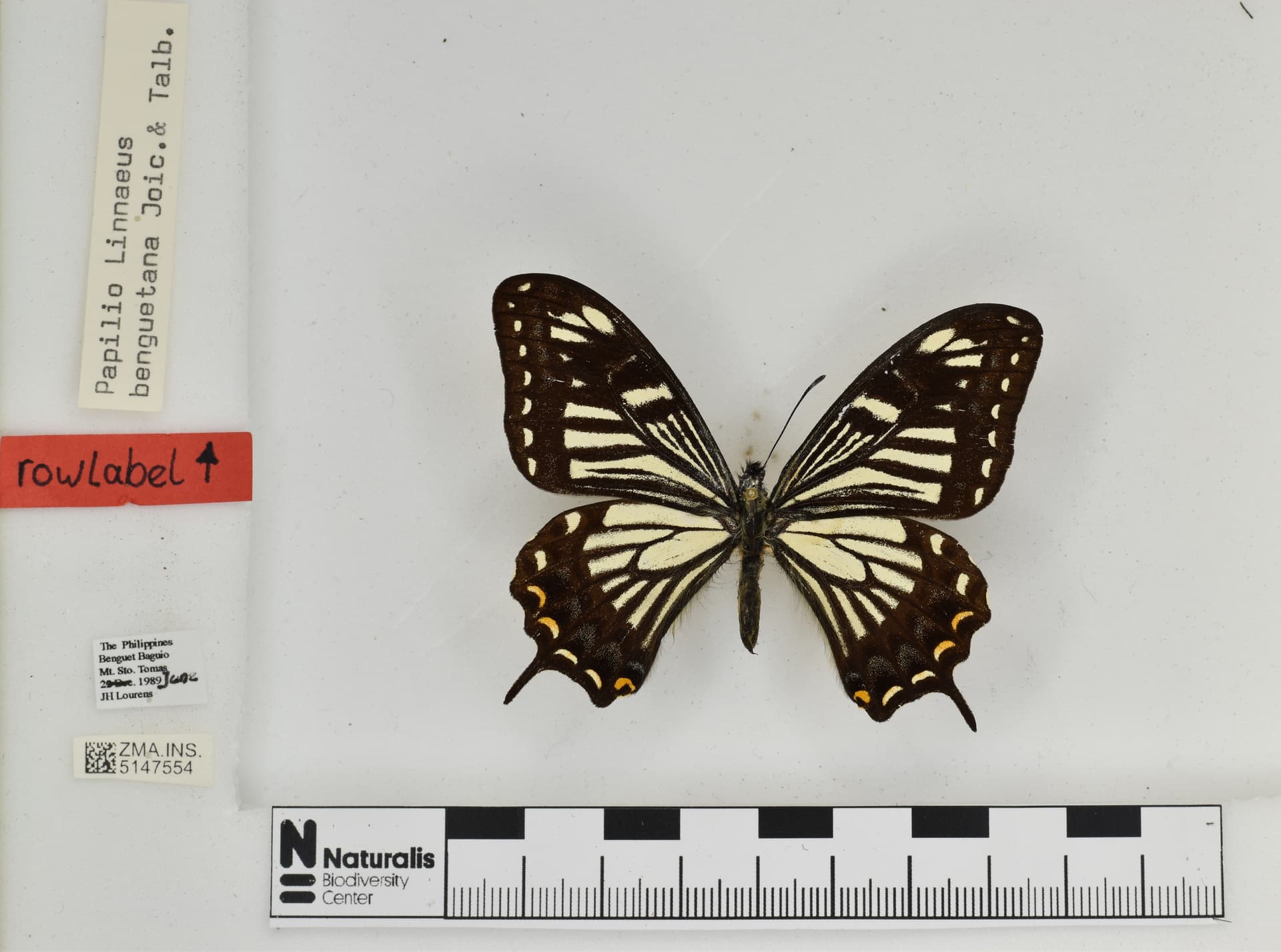 Papilio benguetanus