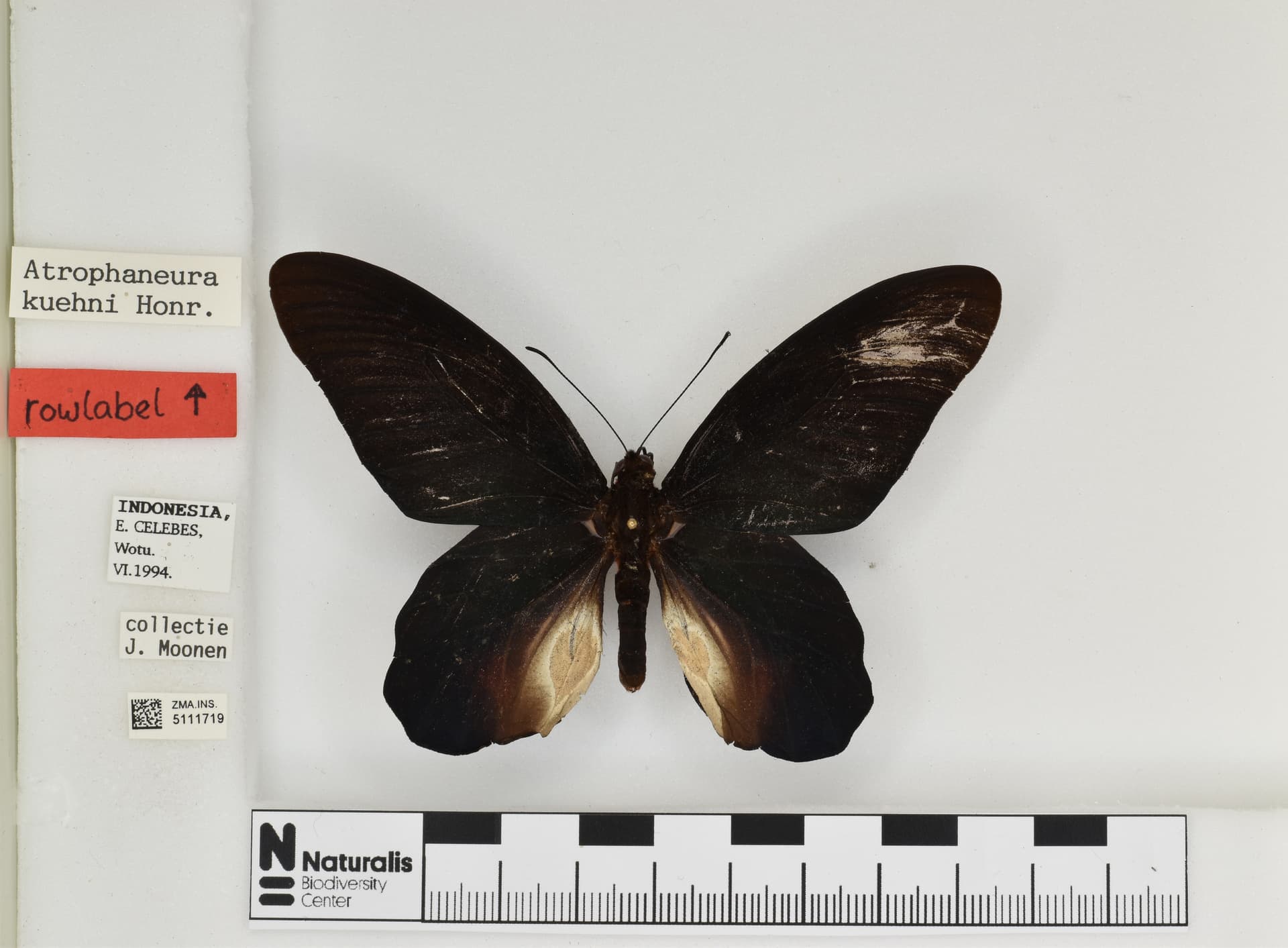Atrophaneura kuehni