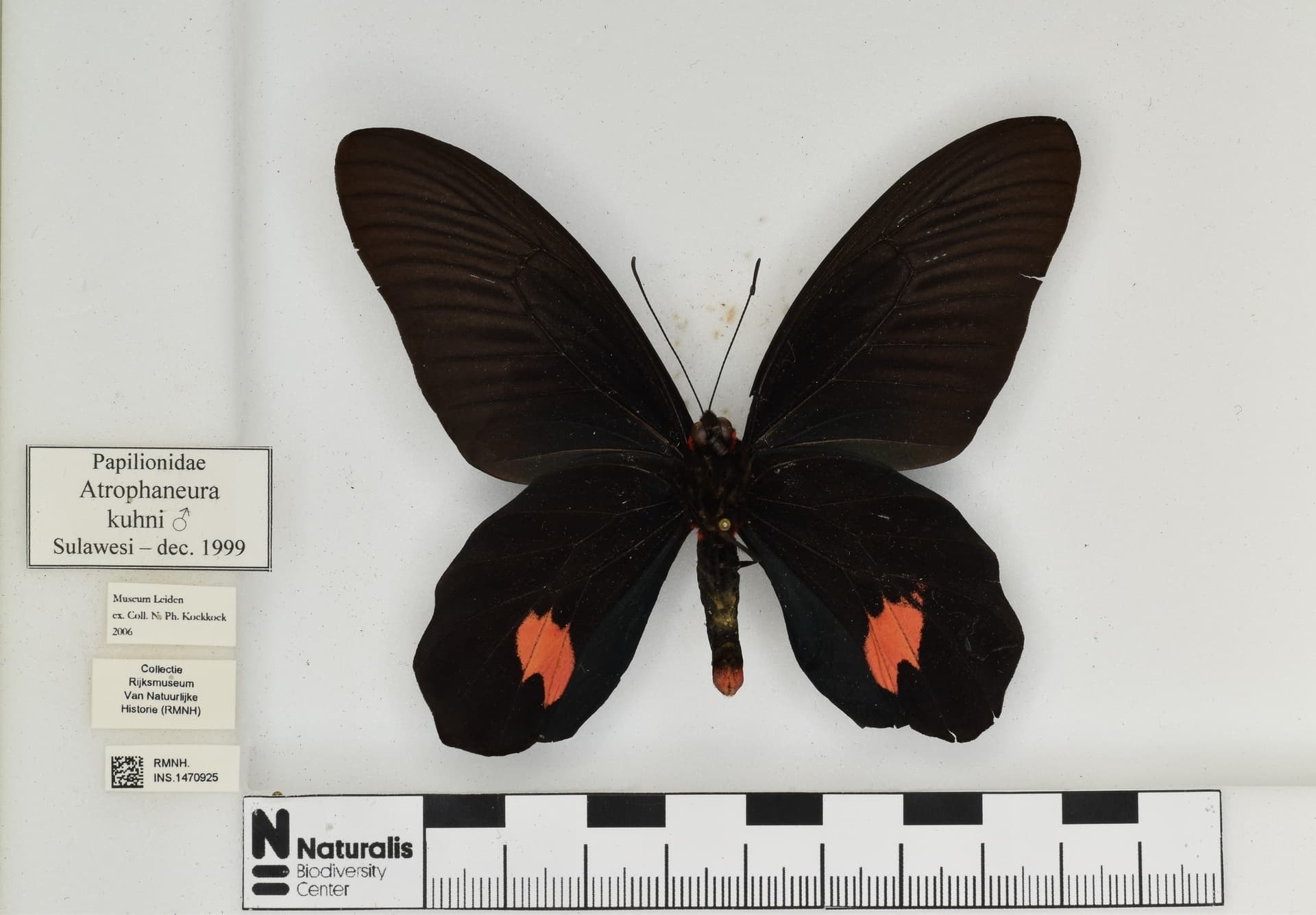 Atrophaneura kuehni