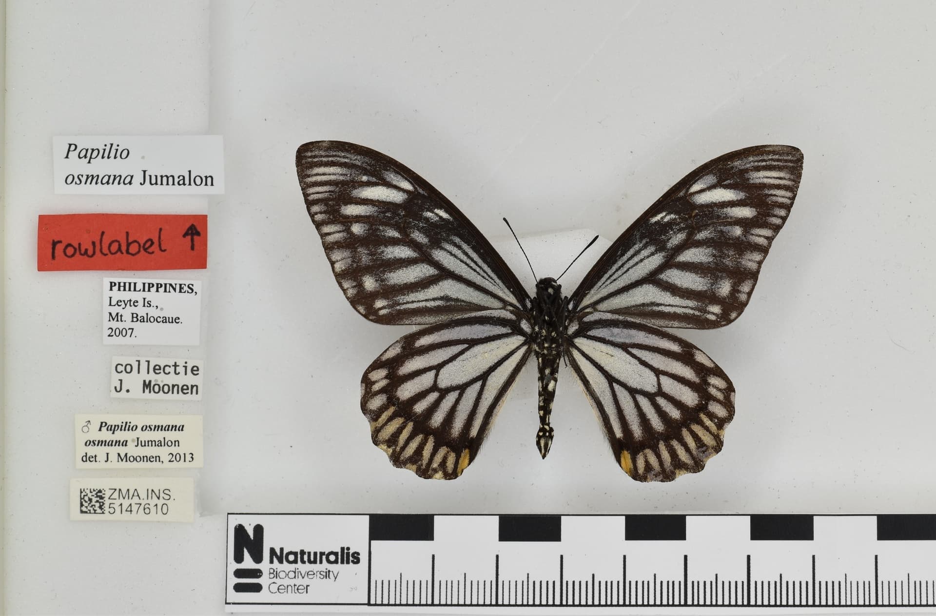 Papilio osmana