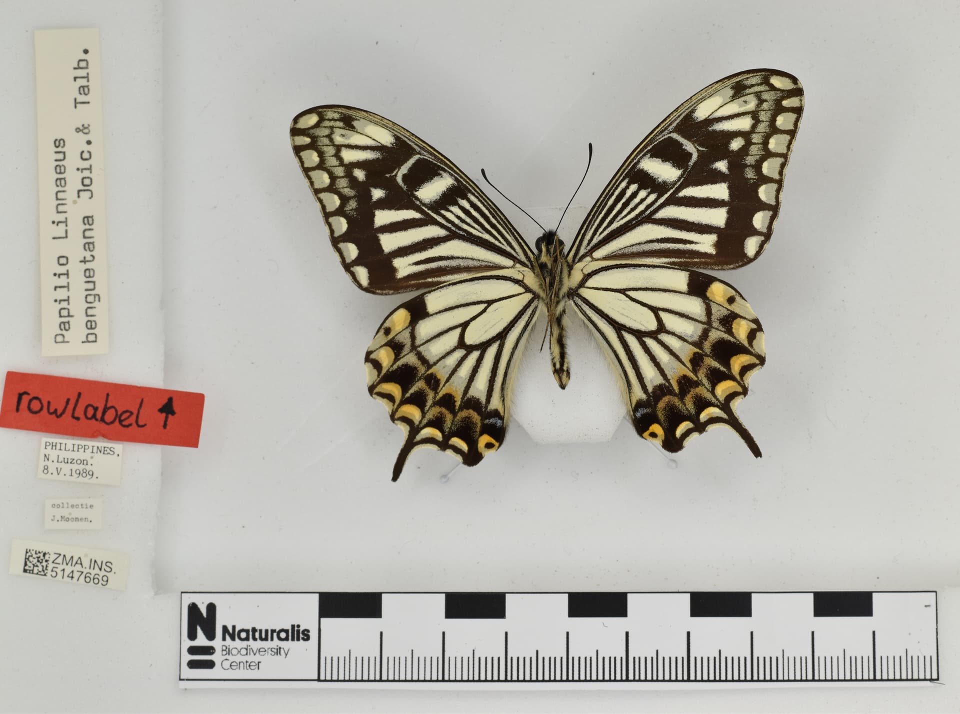 Papilio benguetanus
