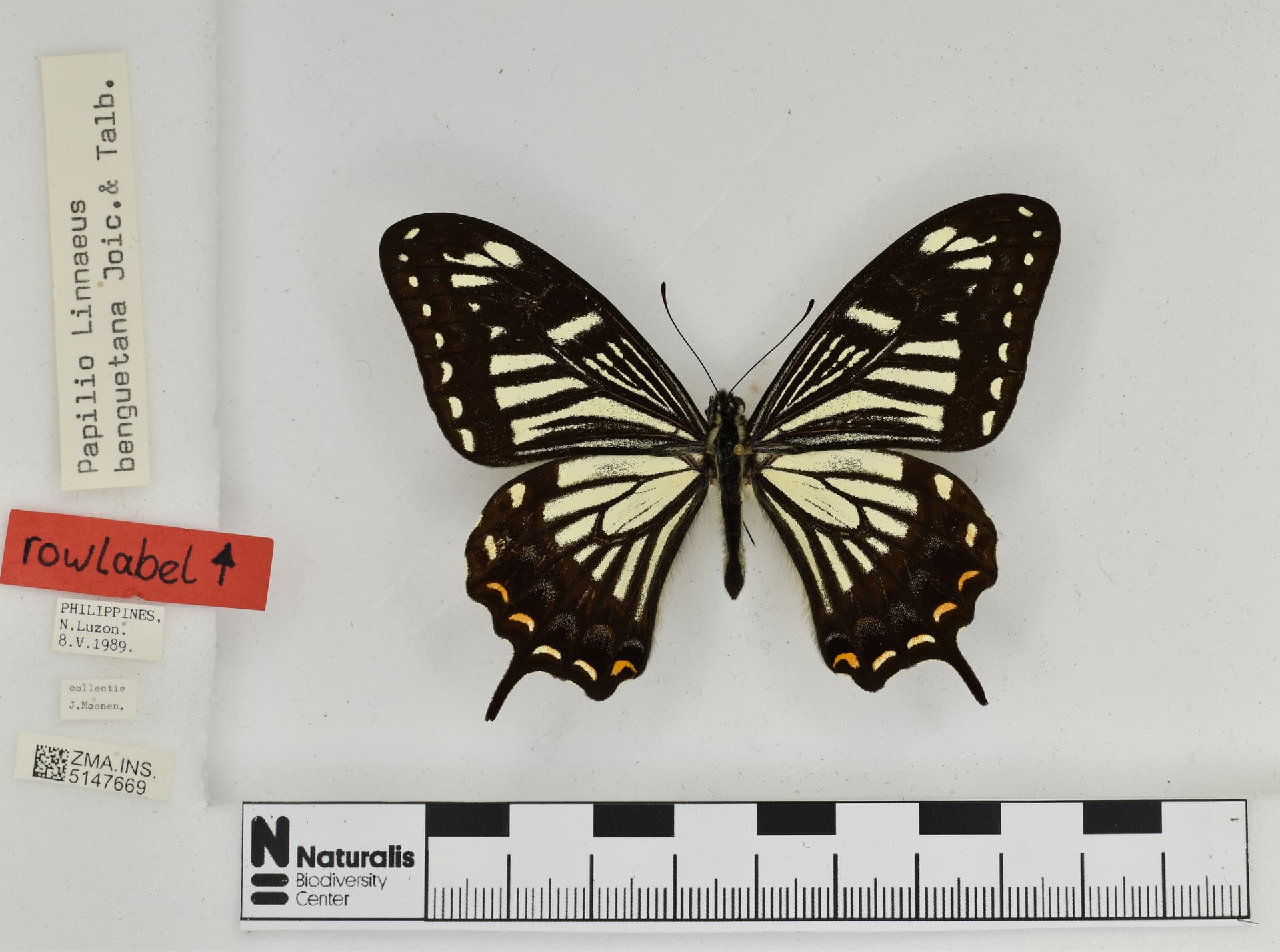 Papilio benguetanus