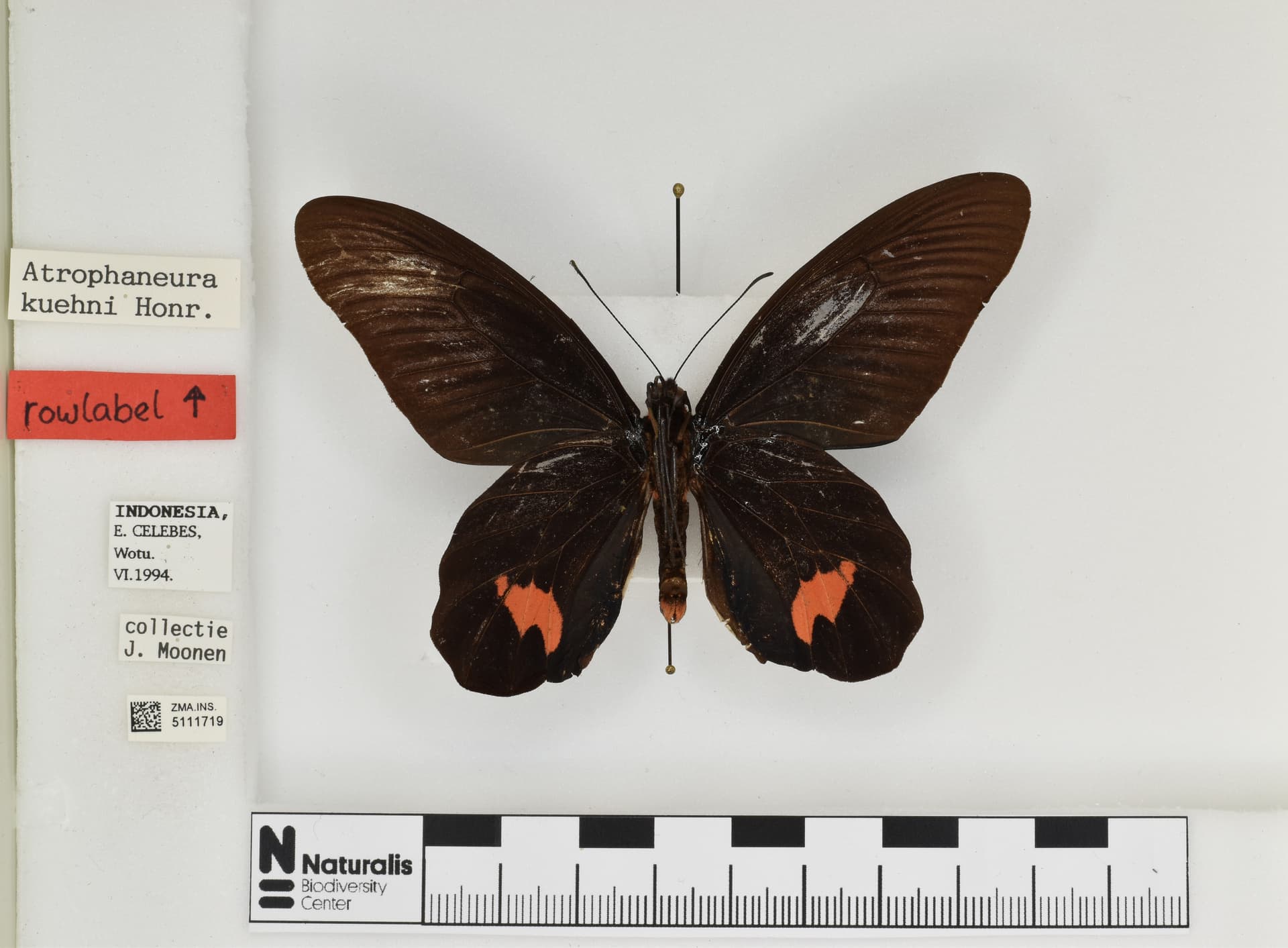 Atrophaneura kuehni