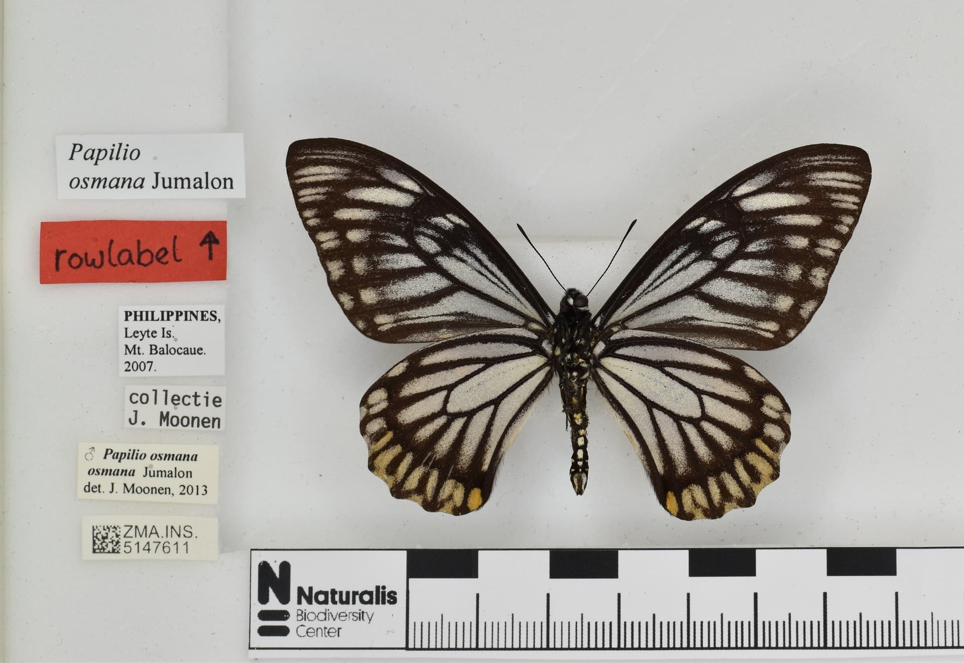 Papilio osmana