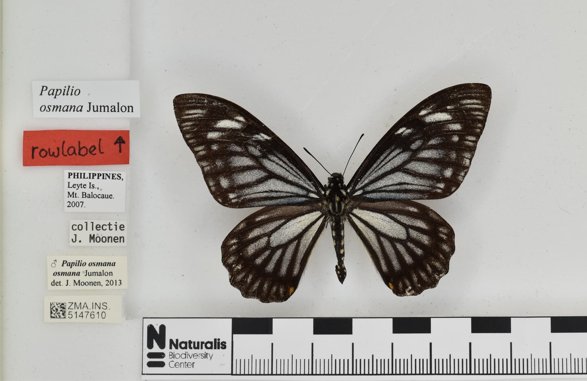 Papilio osmana