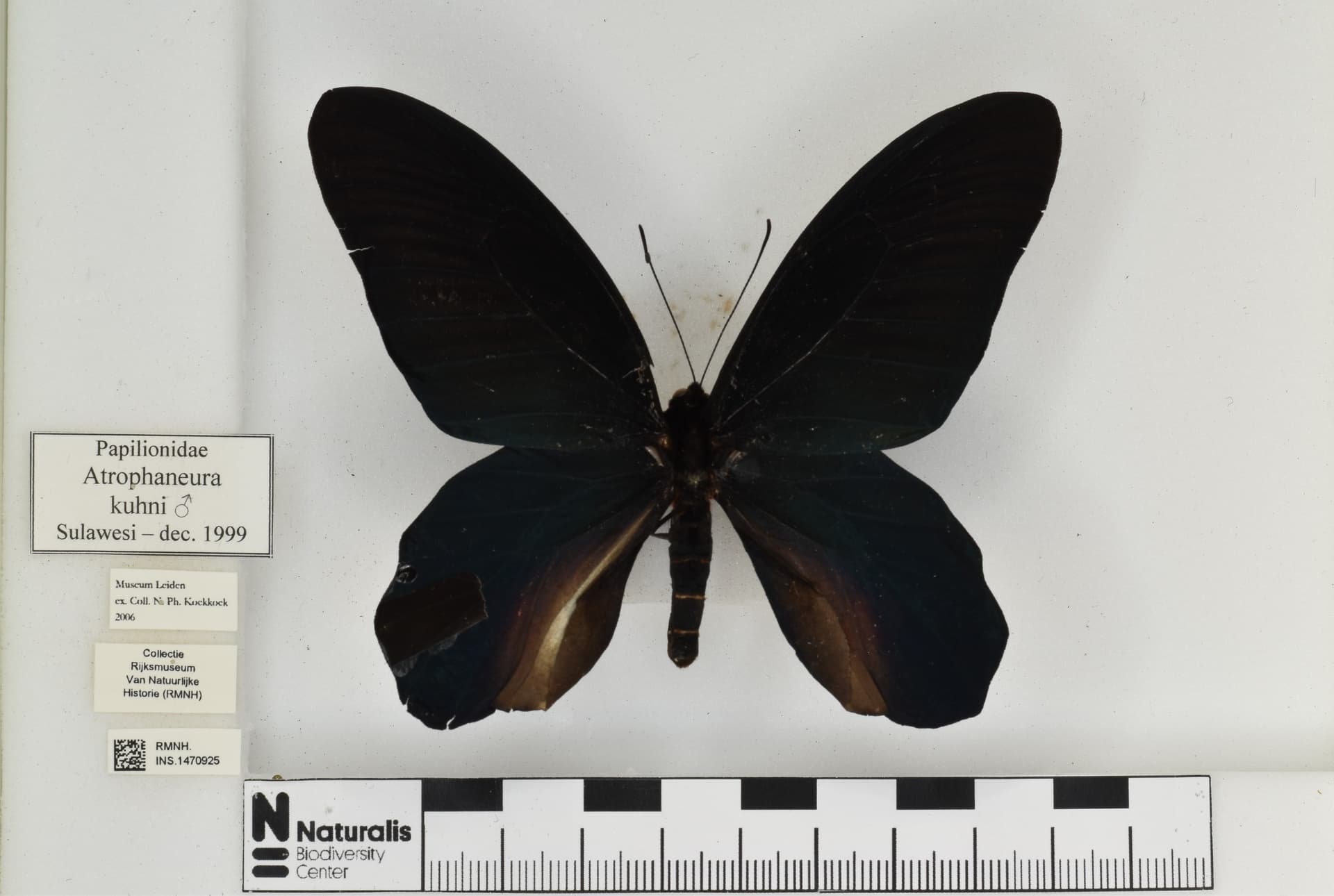 Atrophaneura kuehni