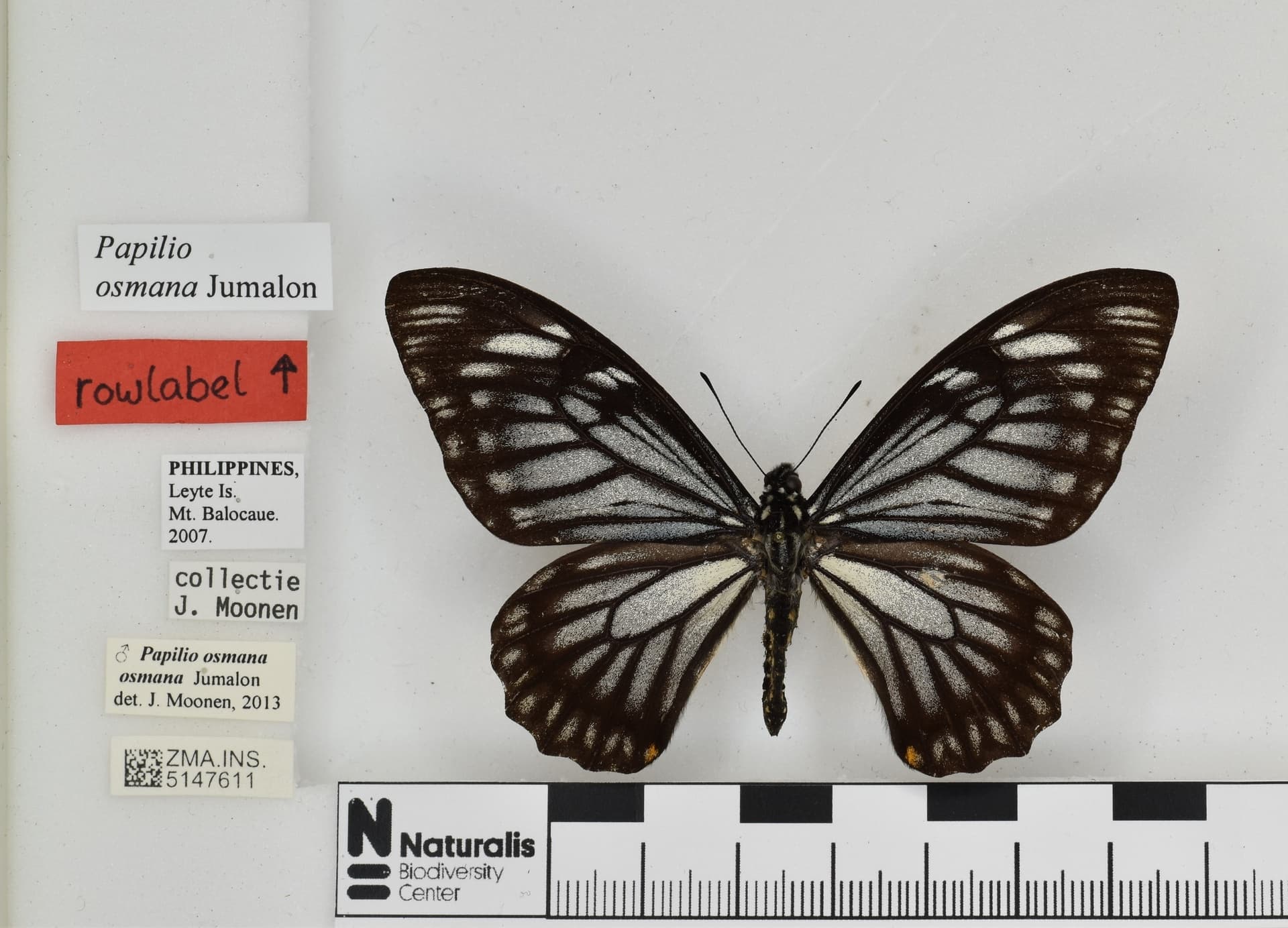 Papilio osmana