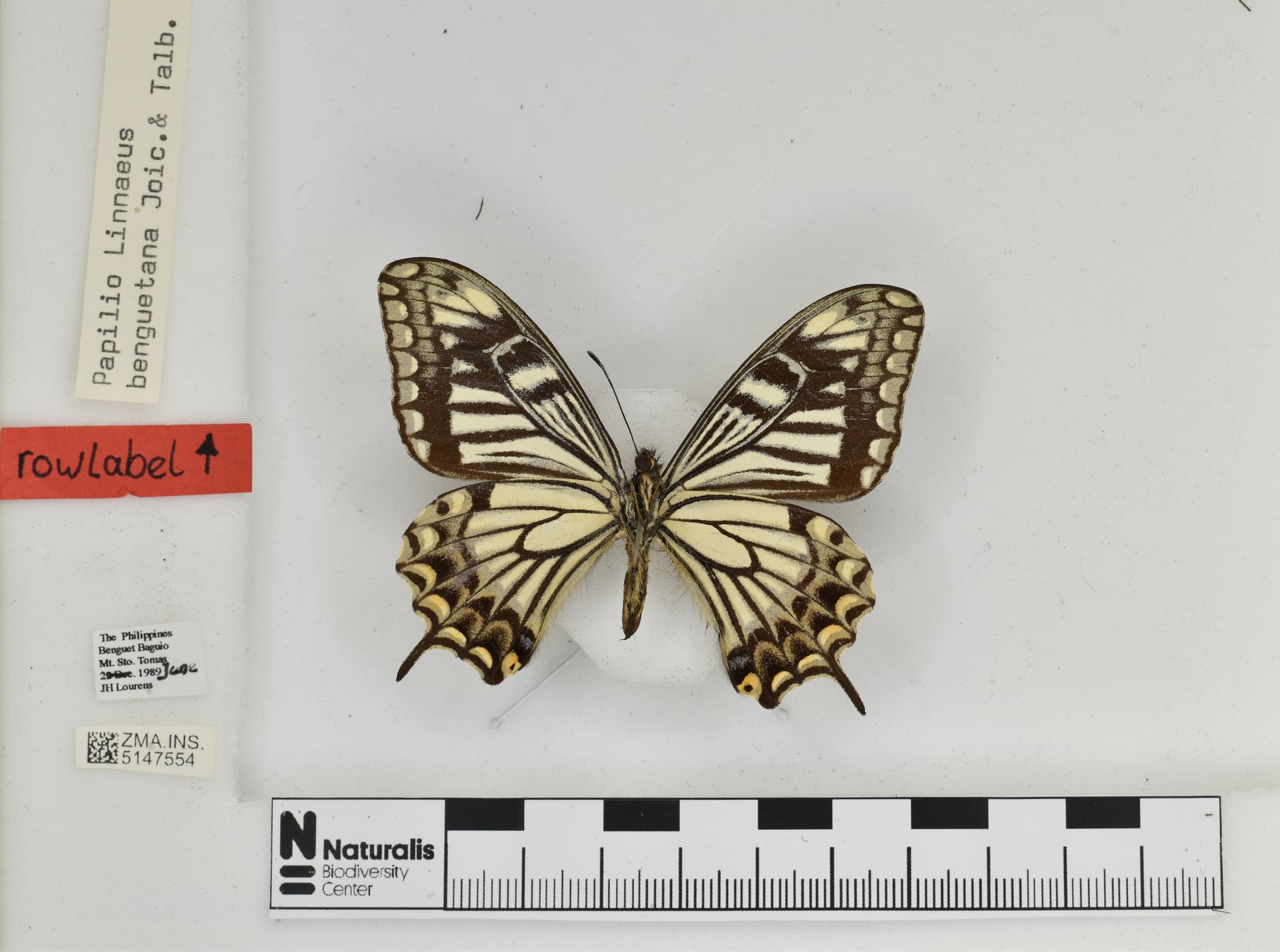 Papilio benguetanus