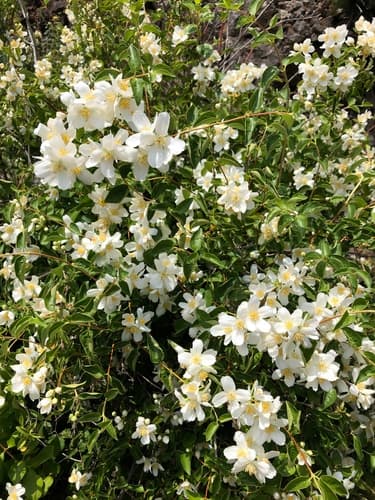 Lewis' mock orange