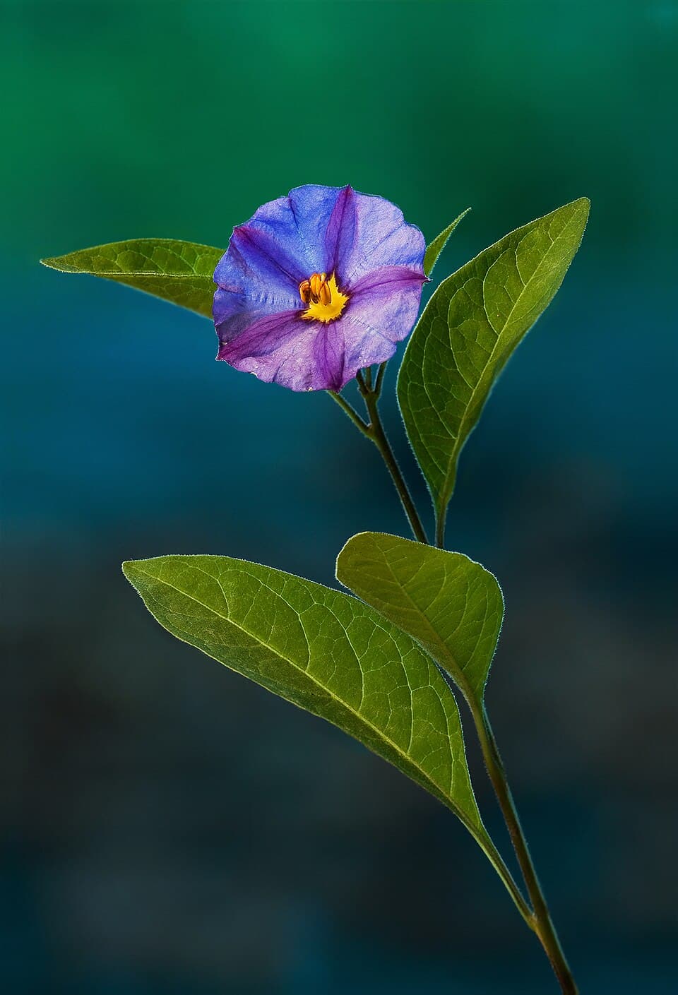 Lycianthes mariovelizii