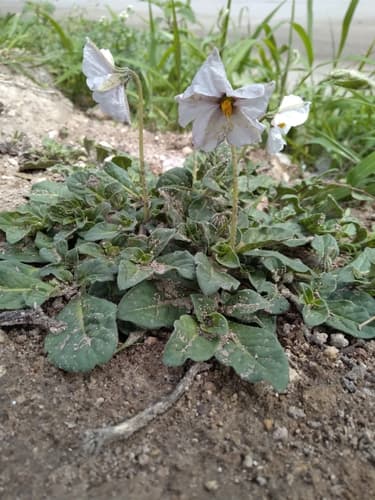 Lycianthes peduncularis