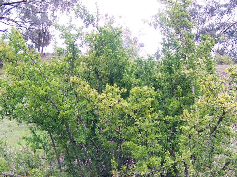 Lycium anatolicum