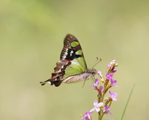 Macleay's Swallowtail