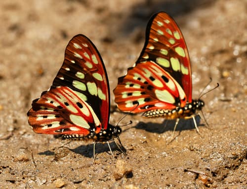 Madagascan Graphium