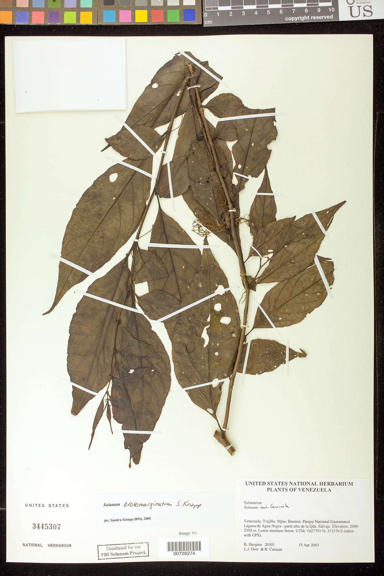Solanum erosomarginatum