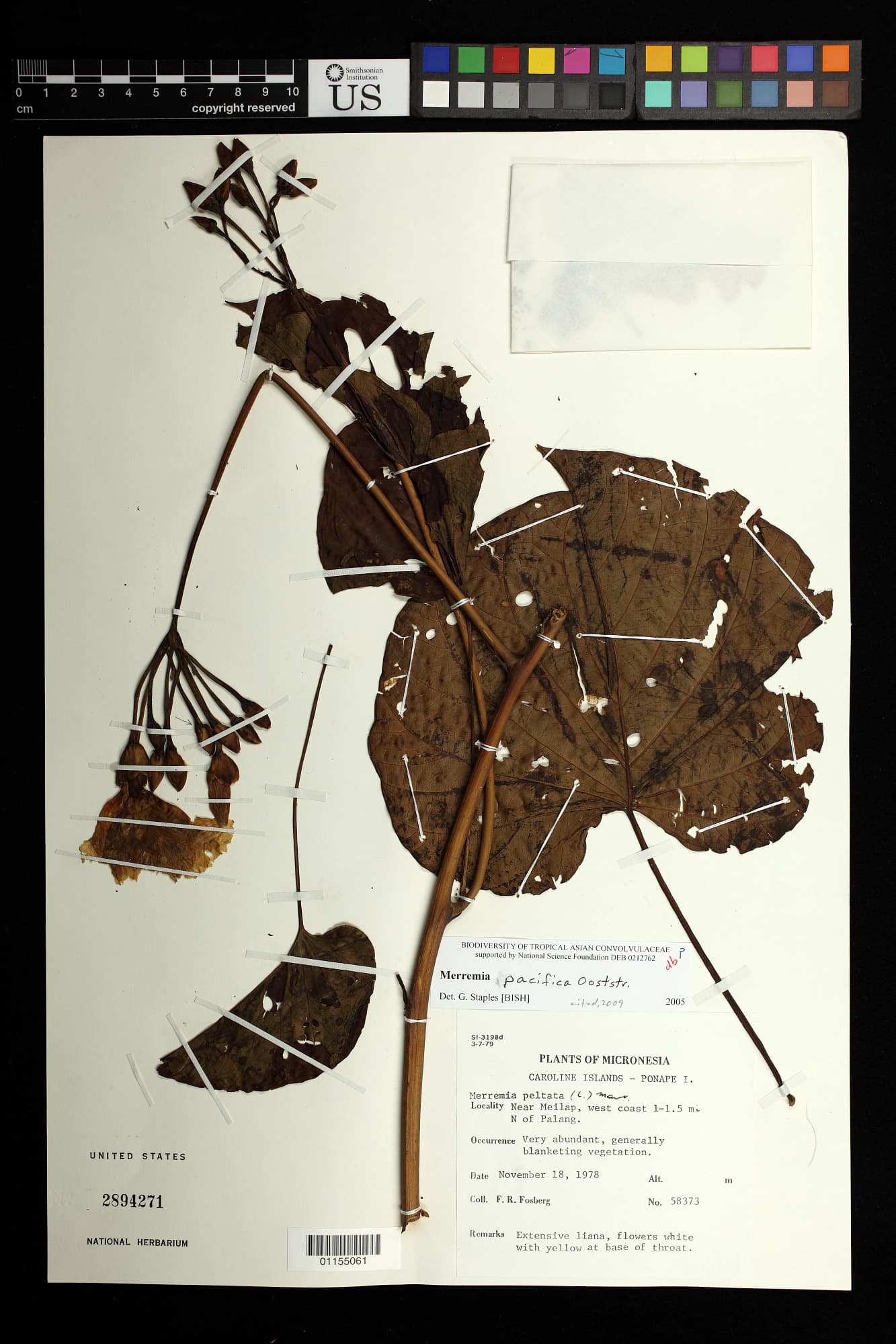 Decalobanthus pacificus