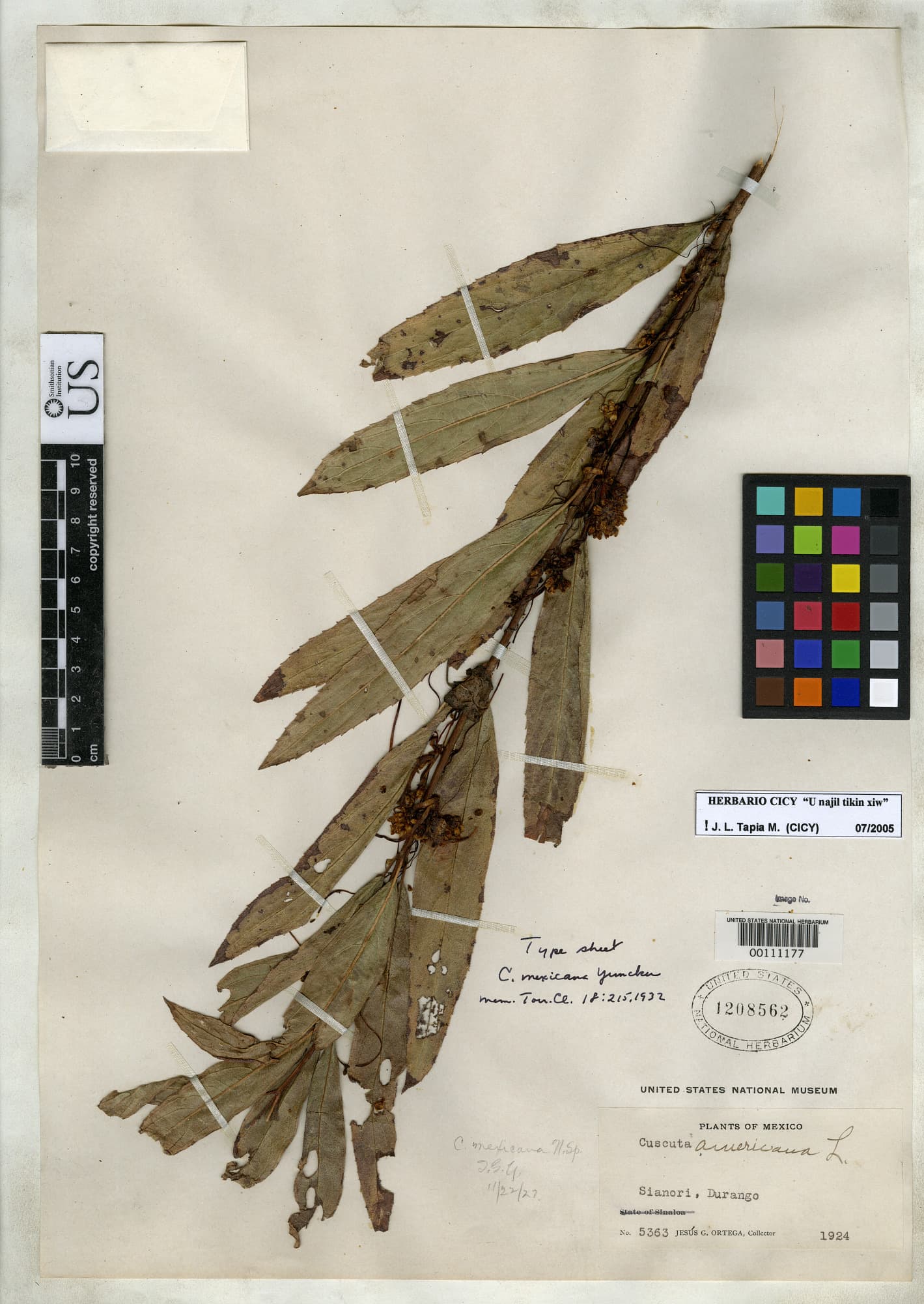 Cuscuta mexicana