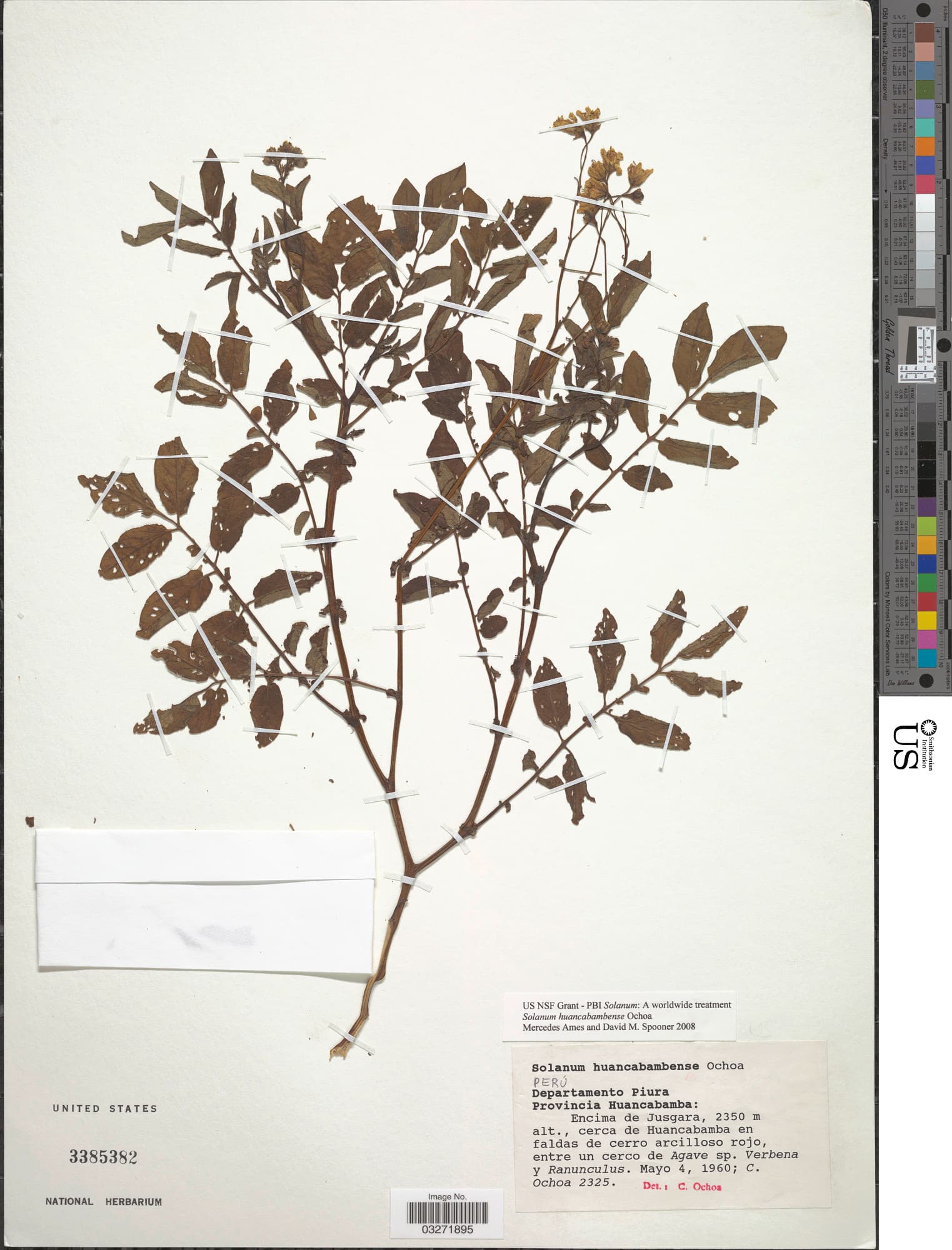 Solanum huancabambense