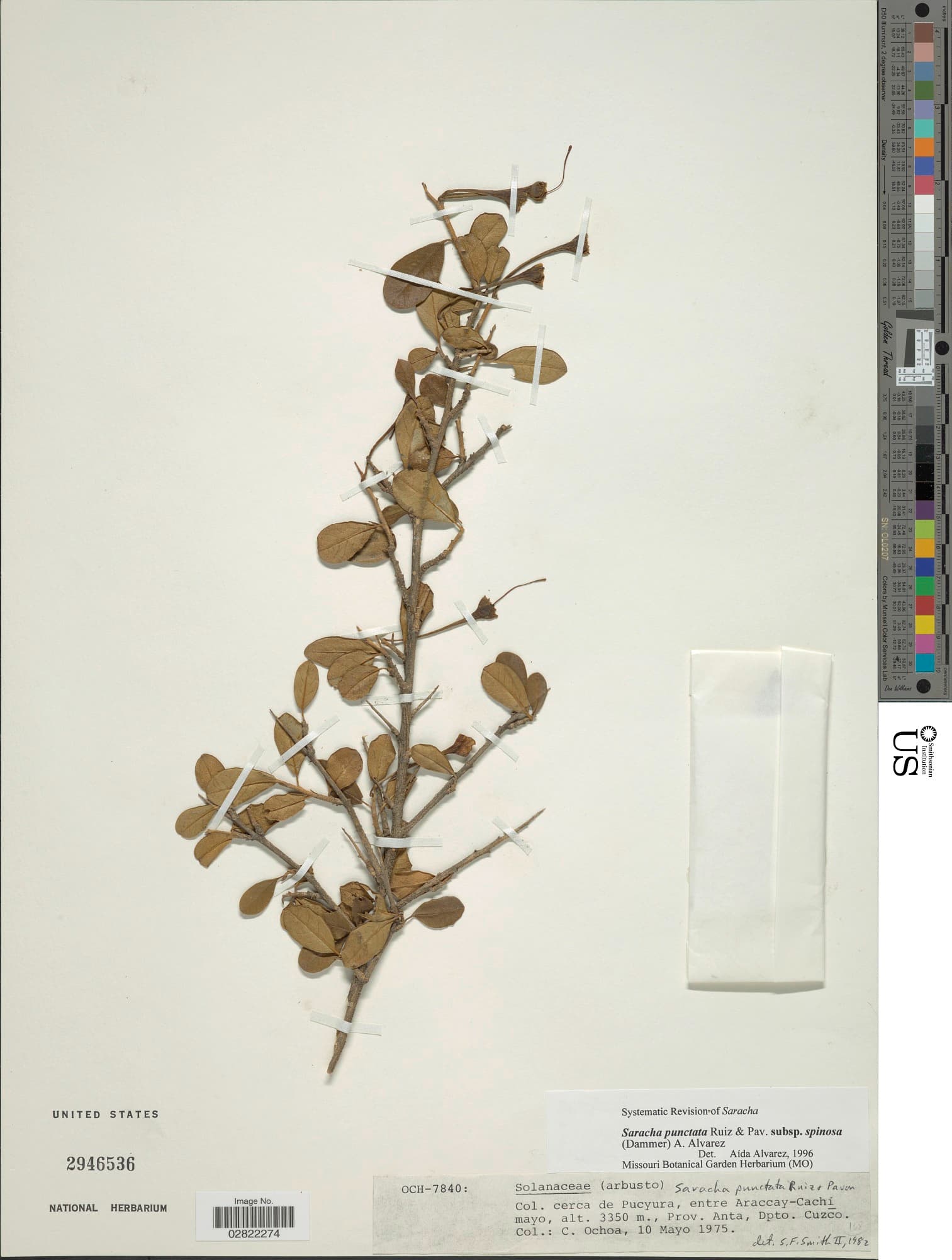 Saracha spinosa