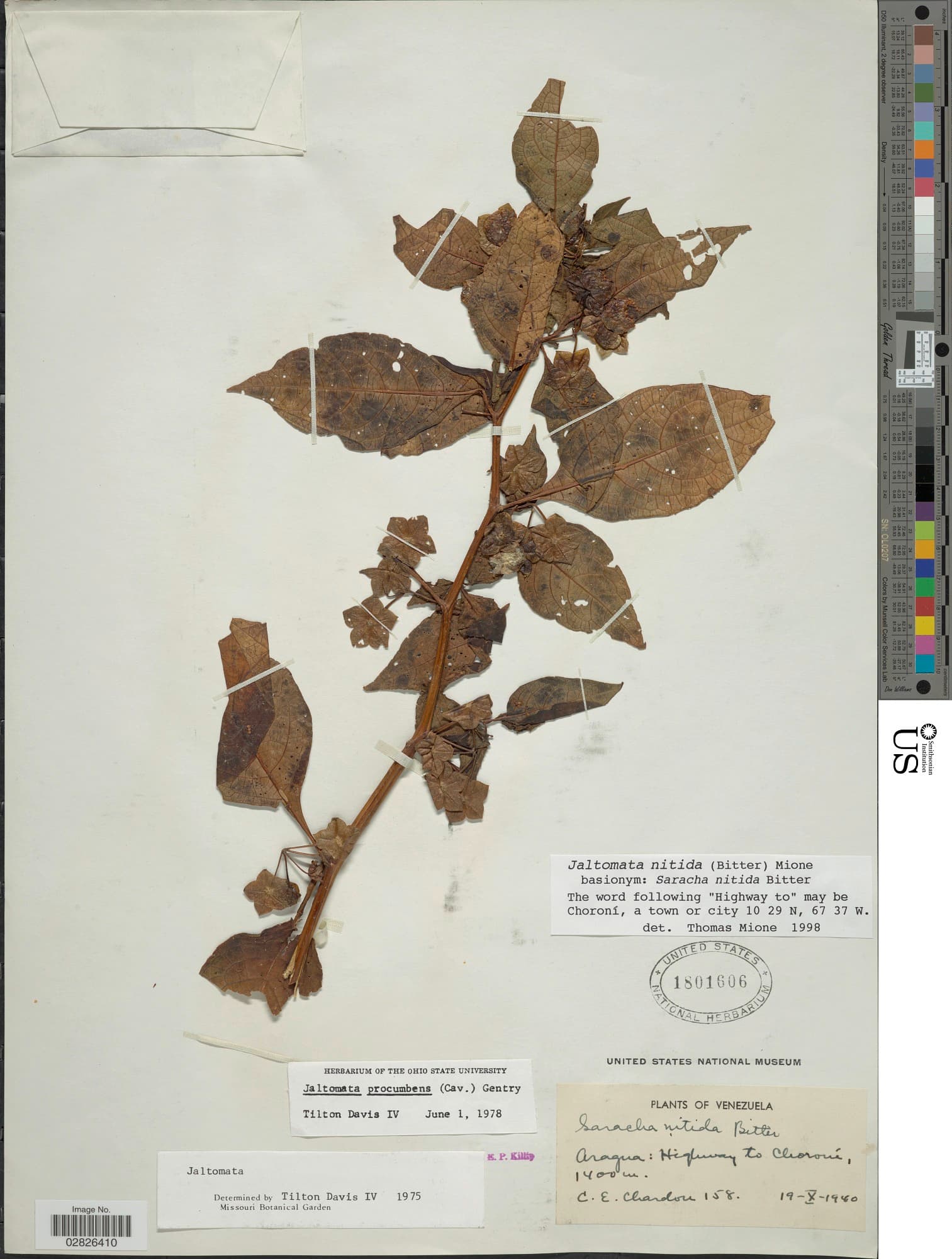 Jaltomata nitida