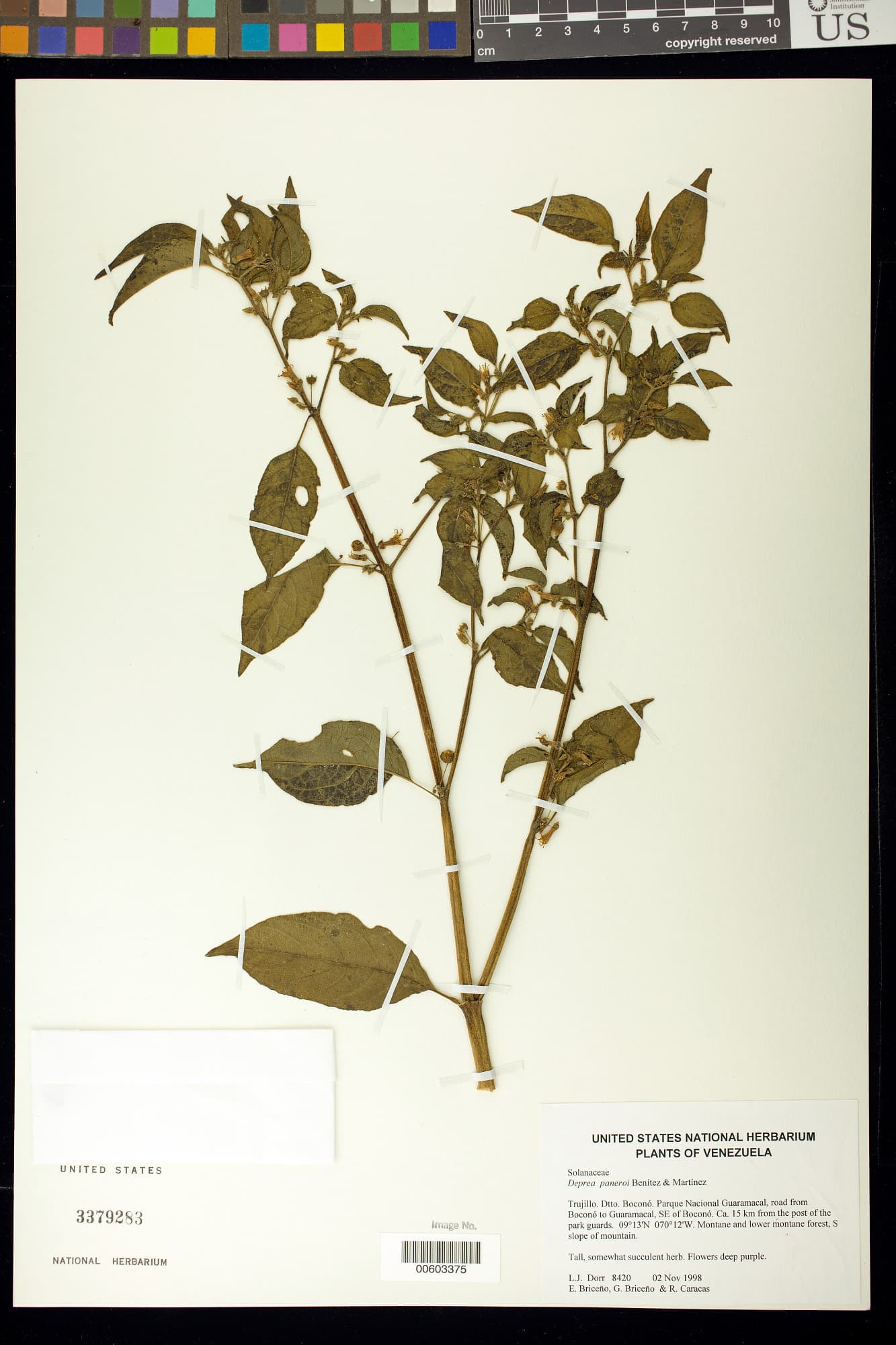 Deprea paneroi