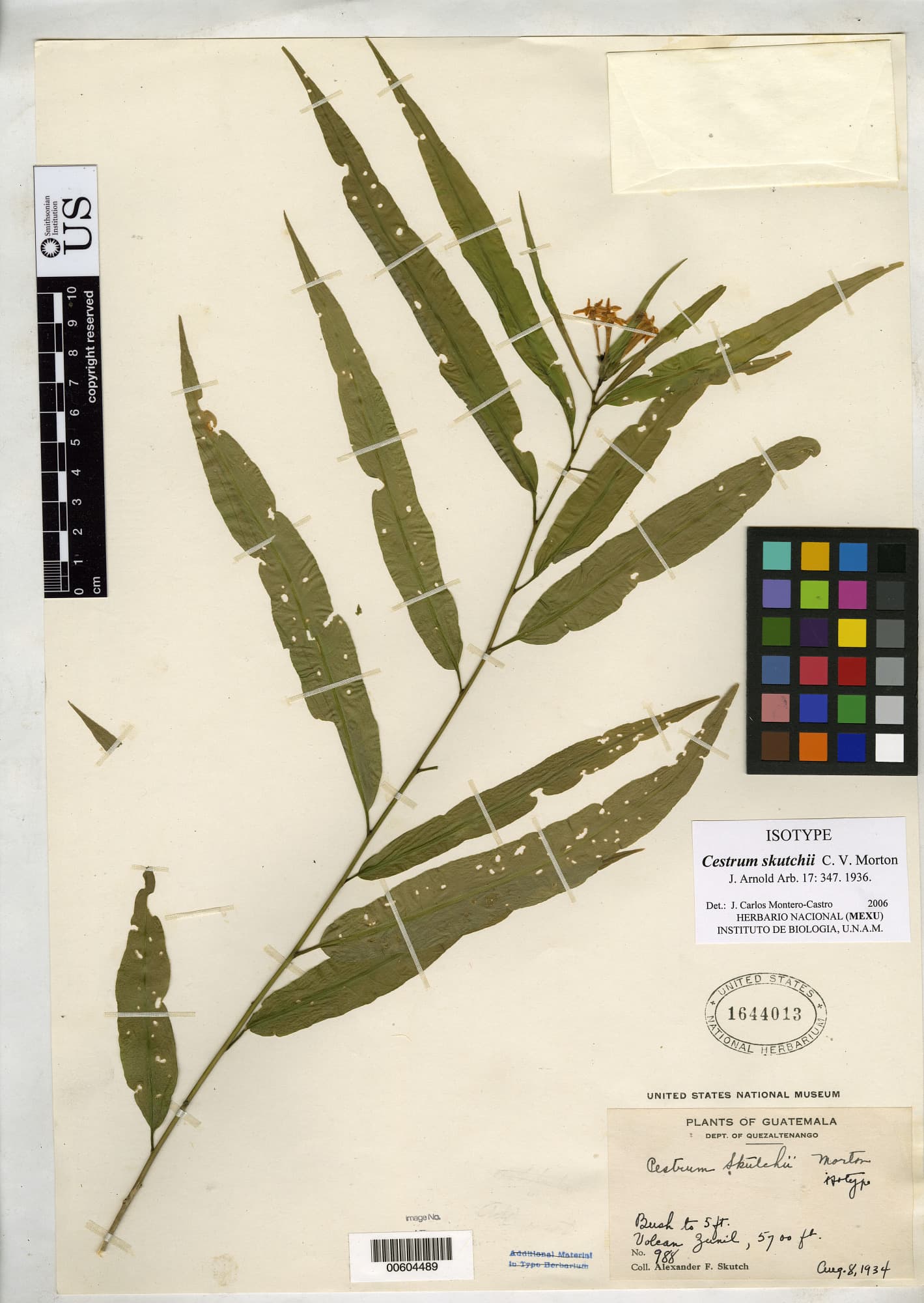 Cestrum skutchii