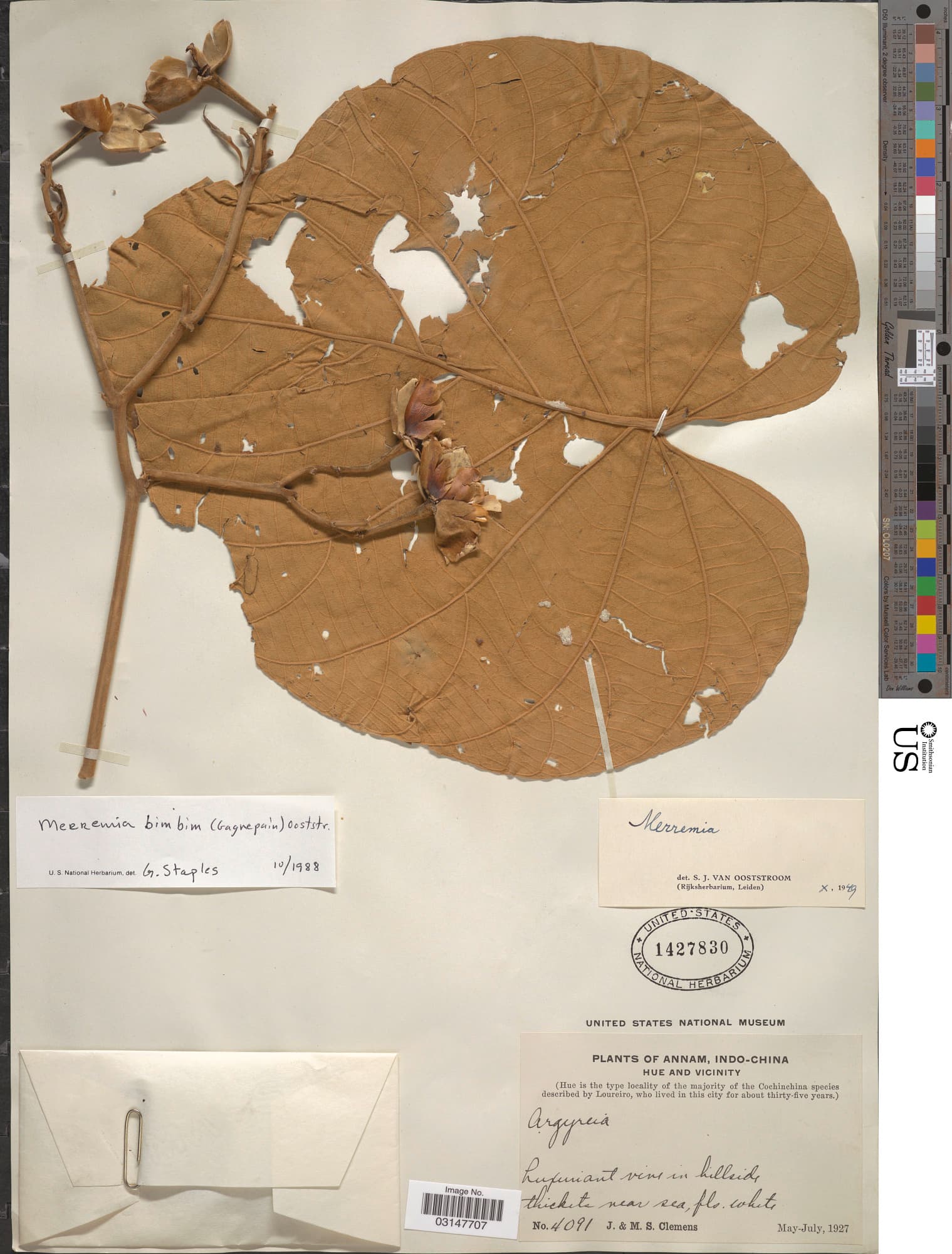 Decalobanthus bimbim