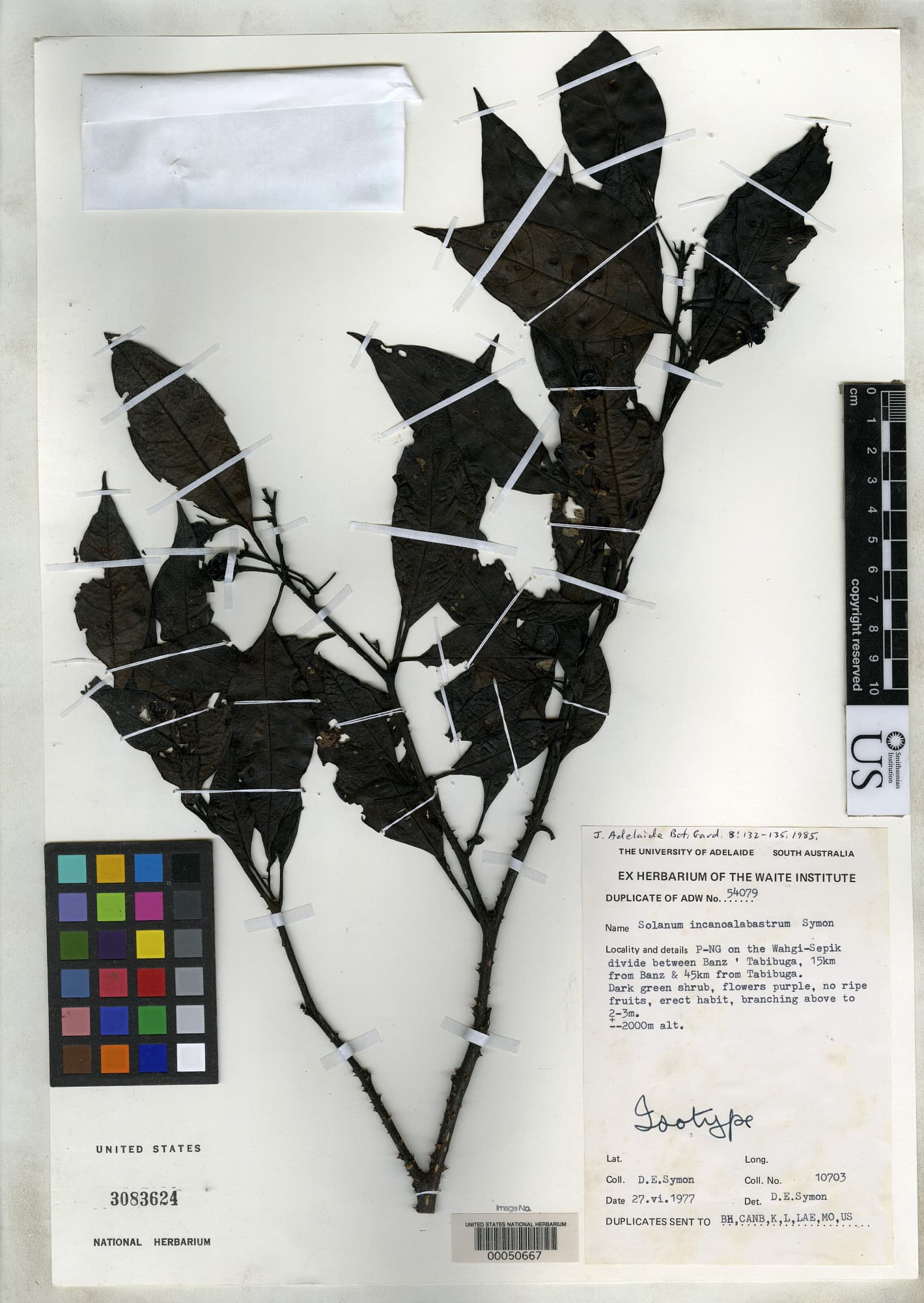 Solanum incanoalabastrum