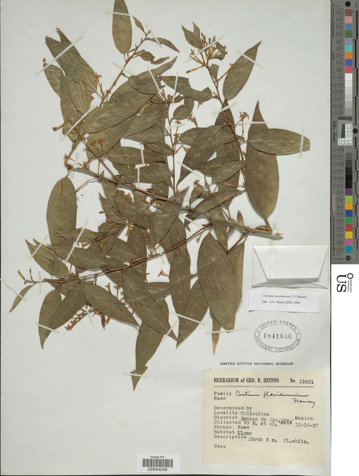 Yucatan Cestrum